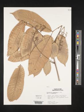 Trichilia poeppigii image