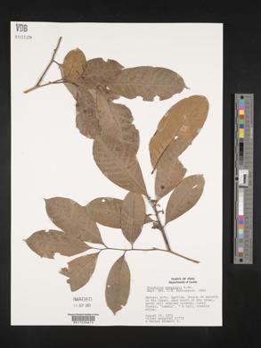 Trichilia poeppigii image
