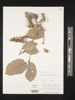Trichilia septentrionalis image