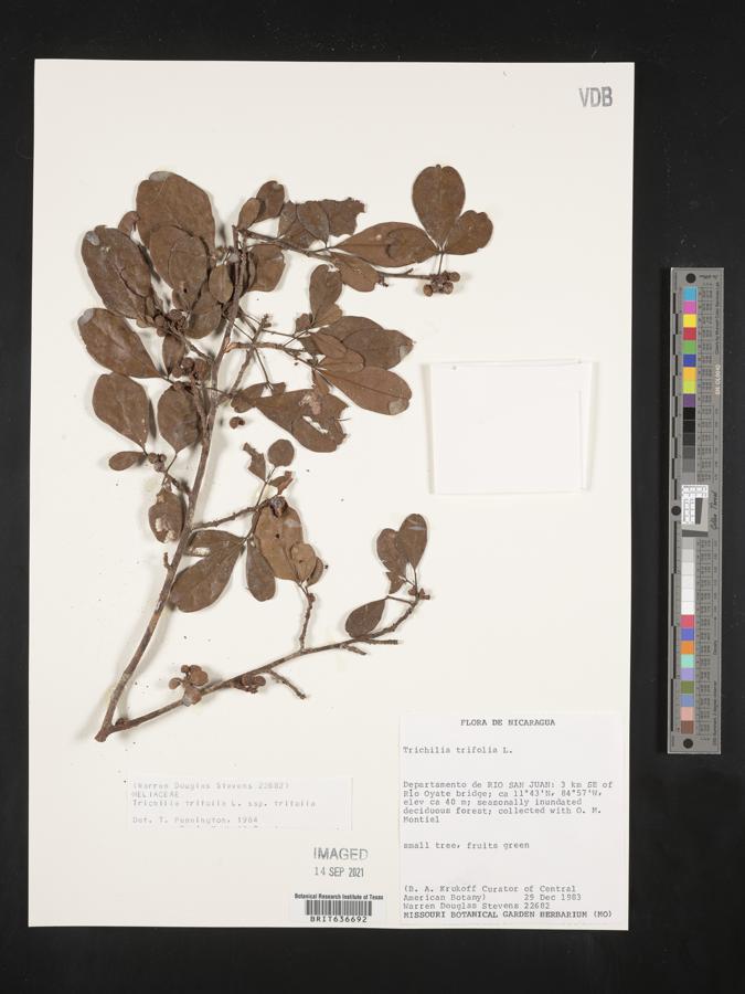 Trichilia trifolia subsp. trifolia image