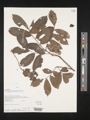 Trichilia quadrijuga image