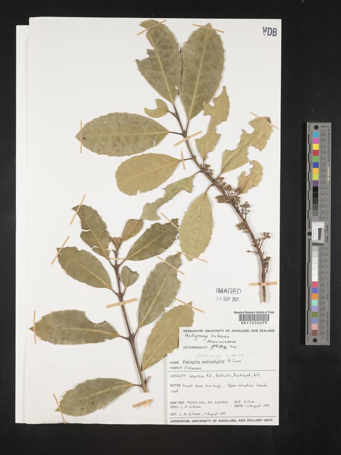 Hedycarya image