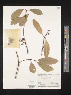 Hedycarya arborea image
