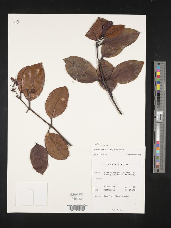 Hortonia floribunda image