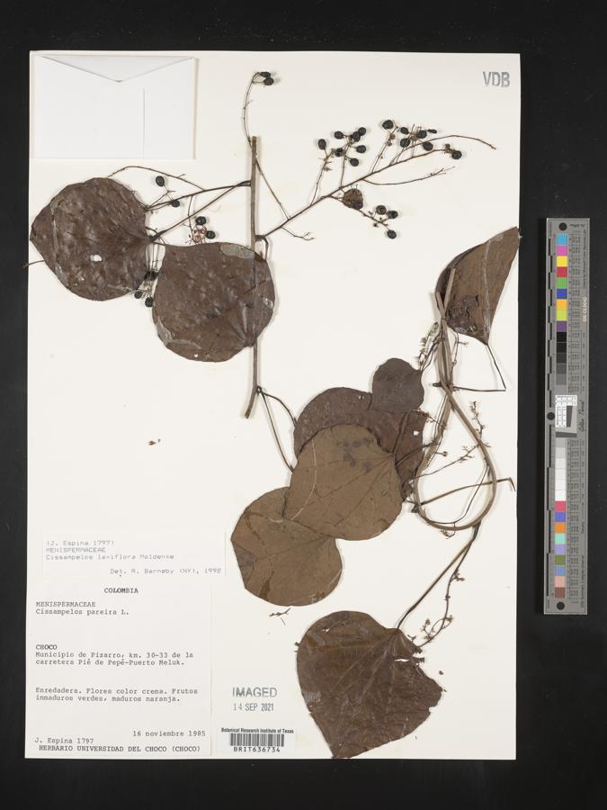 Cissampelos laxiflora image