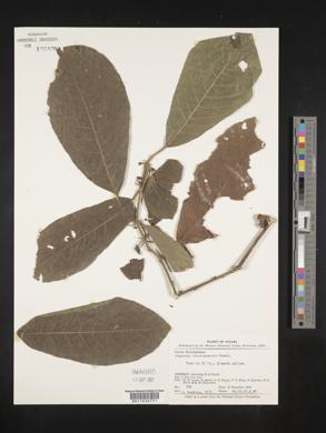 Siparuna nicaraguensis image