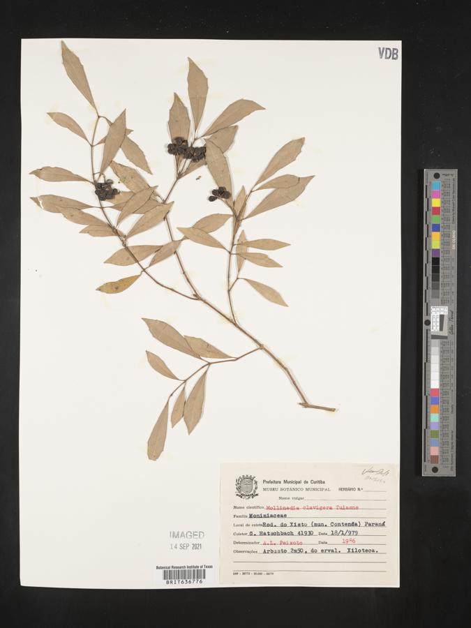 Mollinedia clavigera image