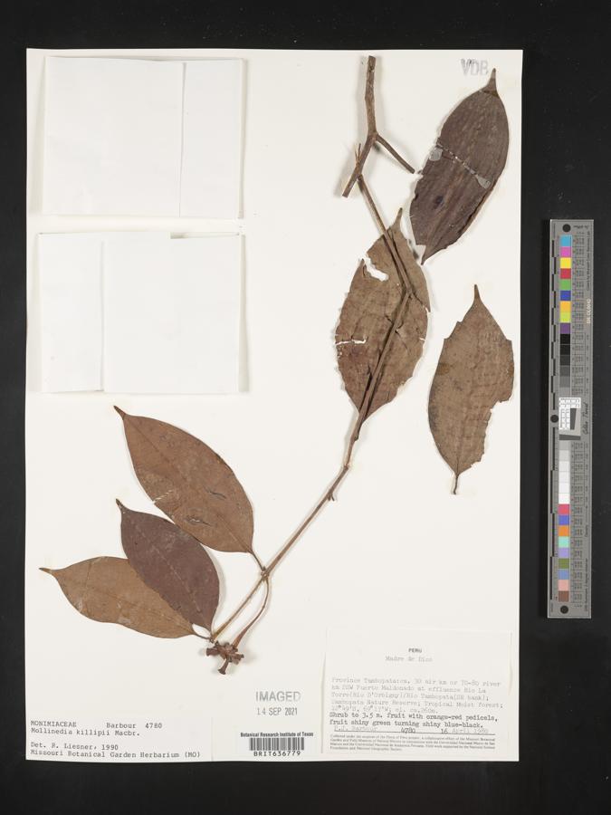 Mollinedia killipii image