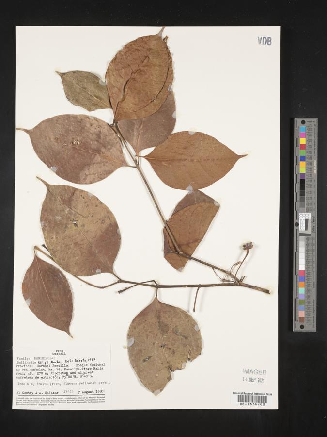 Mollinedia killipii image