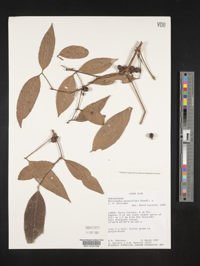Mollinedia minutiflora image