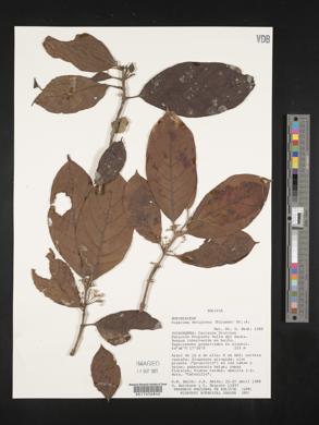 Siparuna decipiens image