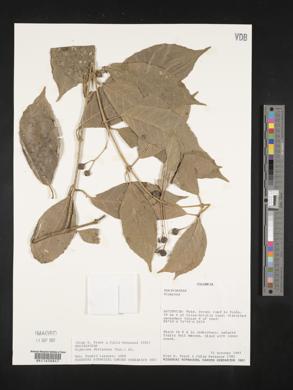 Siparuna decipiens image