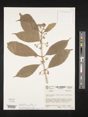 Siparuna decipiens image