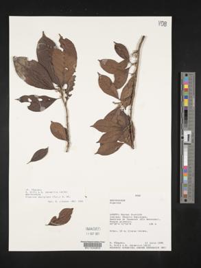 Siparuna decipiens image