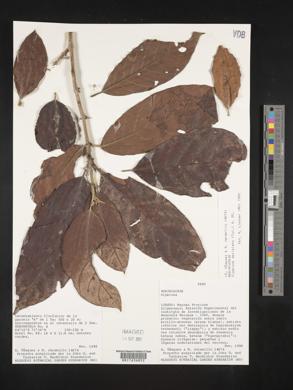 Siparuna decipiens image