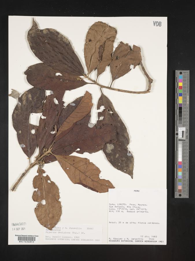 Siparuna decipiens image