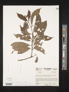 Siparuna laurifolia image