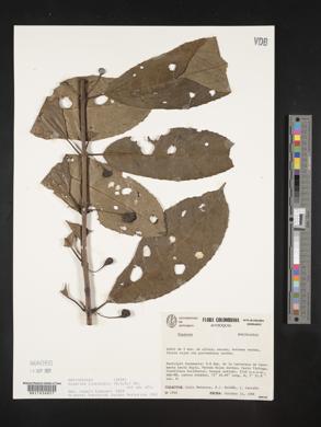 Siparuna laurifolia image