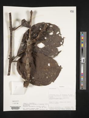 Siparuna aspera image