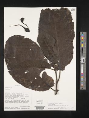 Siparuna aspera image