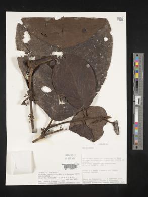 Siparuna aspera image