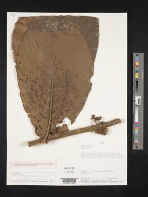 Siparuna aspera image