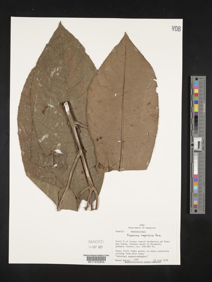 Siparuna sessiliflora image