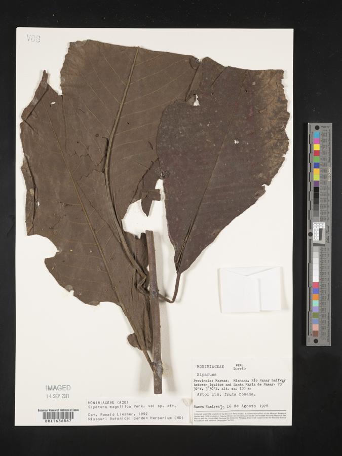 Siparuna sessiliflora image