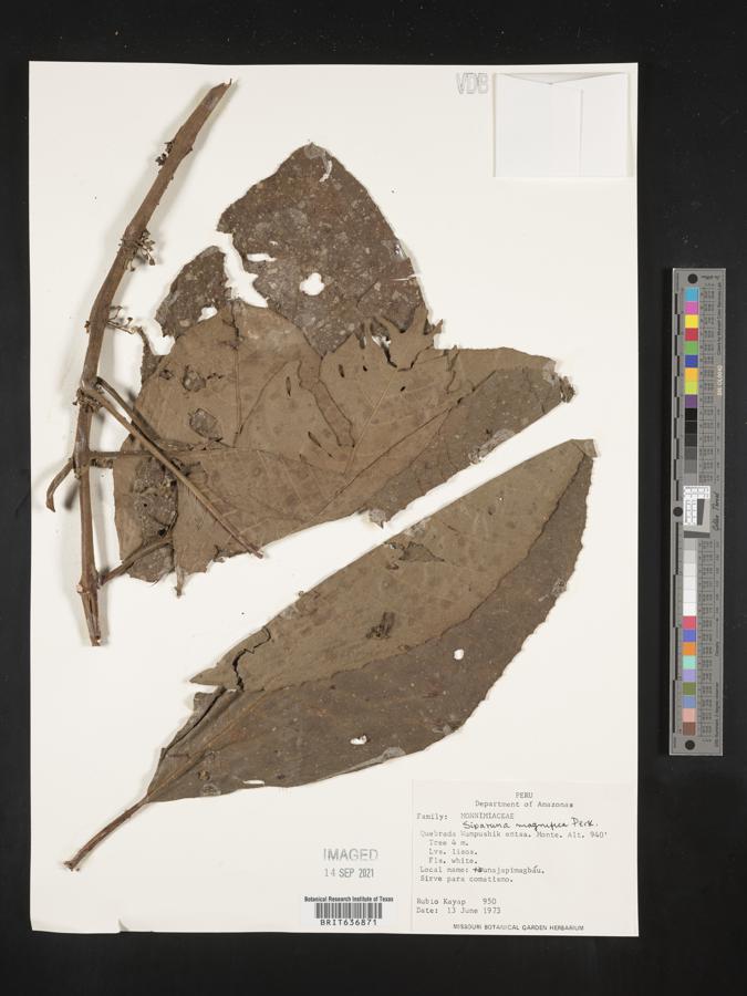 Siparuna sessiliflora image