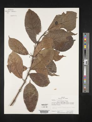 Siparuna nicaraguensis image
