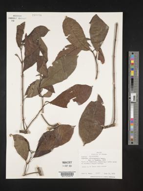 Siparuna nicaraguensis image