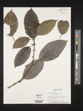 Siparuna nicaraguensis image