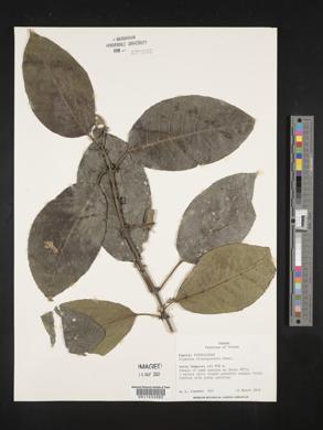 Siparuna nicaraguensis image