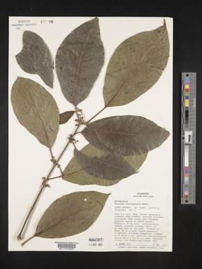 Siparuna nicaraguensis image