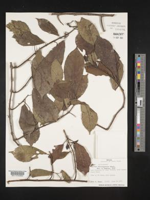 Siparuna nicaraguensis image