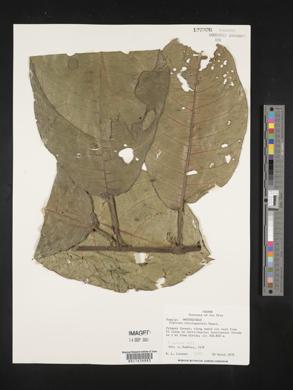Siparuna nicaraguensis image