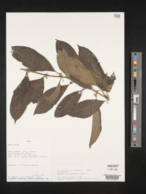 Siparuna nicaraguensis image