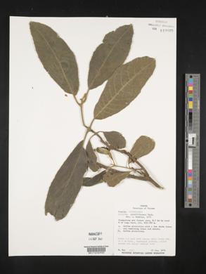 Siparuna gesnerioides image