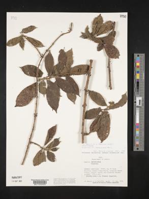 Siparuna grandiflora image