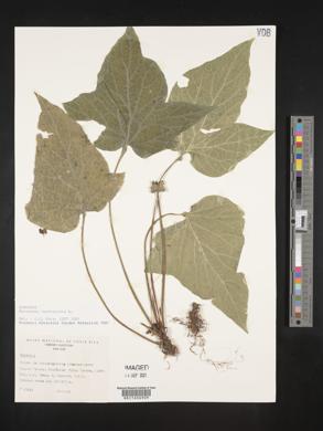 Dorstenia contrajerva image