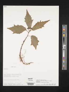 Dorstenia choconiana image