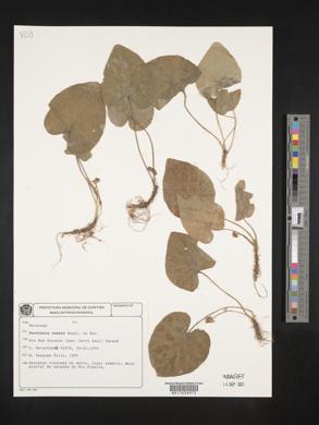 Dorstenia tenuis image