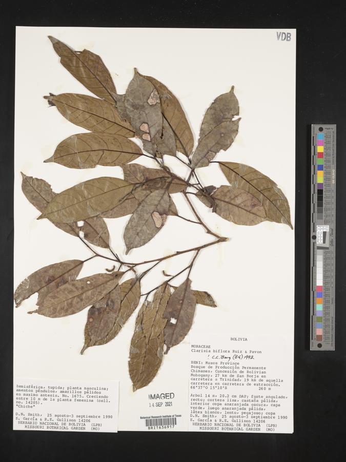 Clarisia biflora image