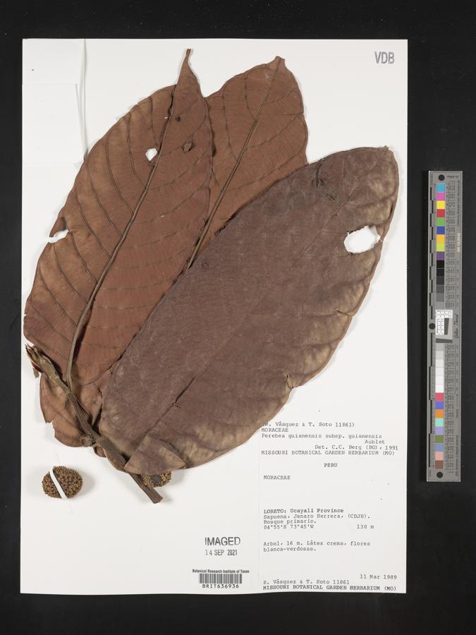 Perebea guianensis subsp. guianensis image