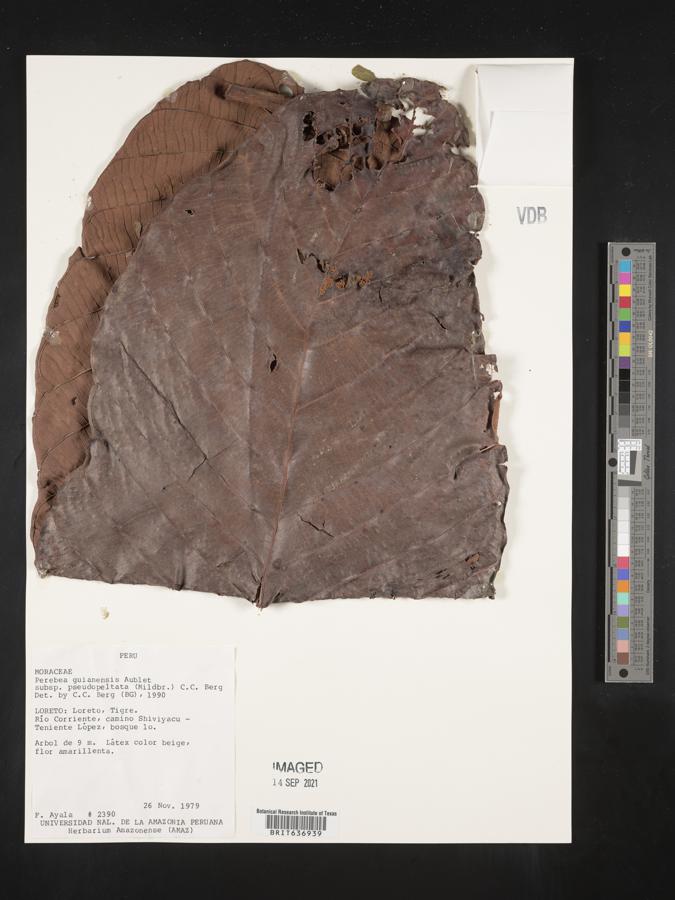 Perebea guianensis image