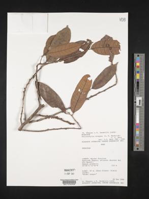 Helicostylis elegans image