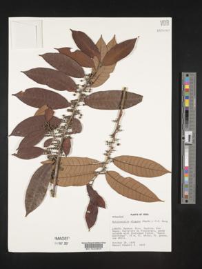 Helicostylis elegans image
