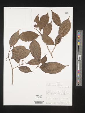 Trophis racemosa image