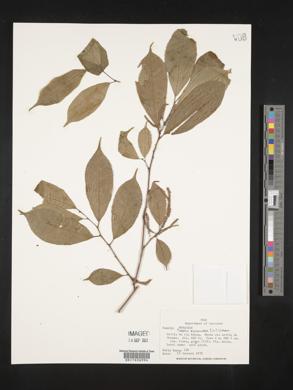 Trophis racemosa image