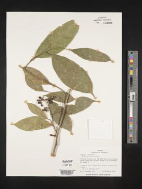 Sorocea affinis image